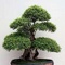 Miłośnicy Bonsai