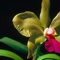 Miłośnicy Storczyków i Orchidei