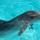 Delfinoterapia i pływanie z delfinami