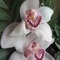 Storczyk orchidea