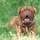 Dogue de bordeaux