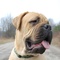 Bullmastiff