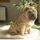 SHAR PEI.