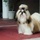 MILOSNICY  SHIH TZU